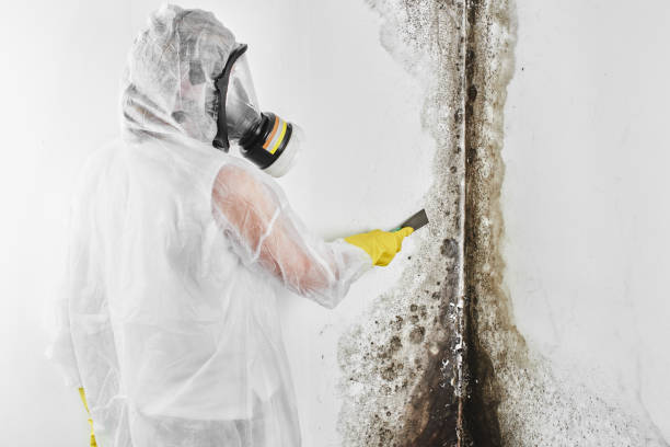 Best Mold Damage Repair  in Encantada Ranchito El Calaboz, TX