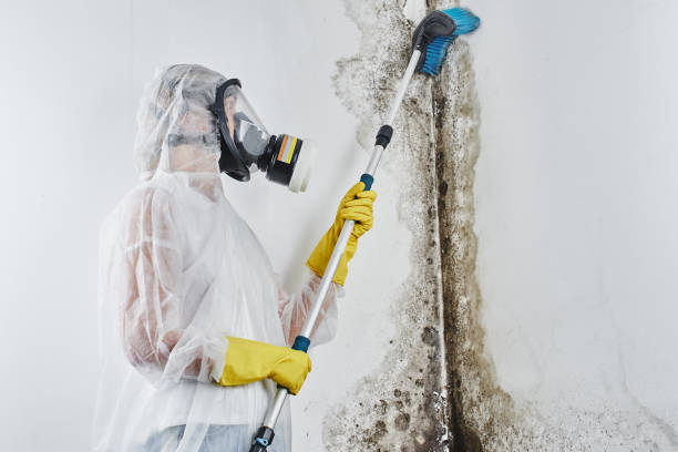 Best Black Mold Removal  in Encantada Ranchito El Calaboz, TX