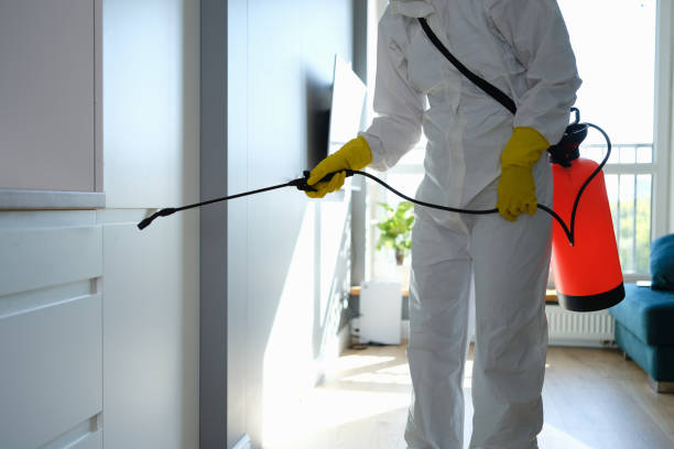 Best Fast Mold Removal  in Encantada Ranchito El Calaboz, TX