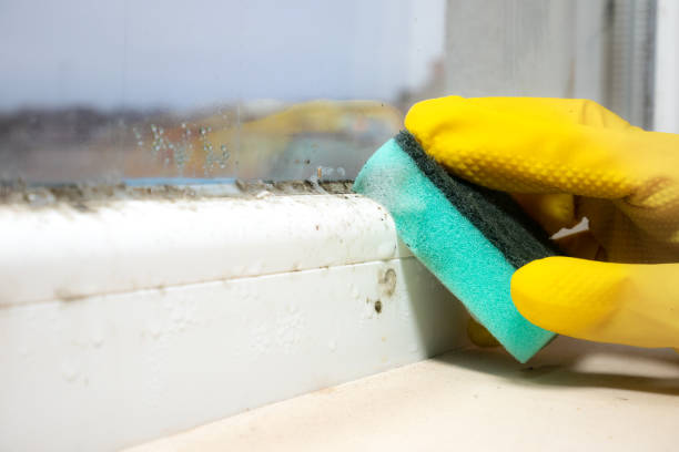 Office Mold Removal Services in Encantada Ranchito El Calaboz, TX