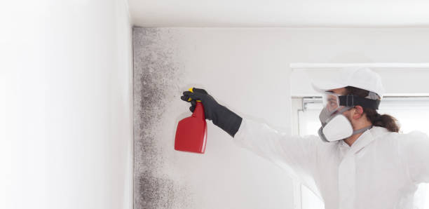 Best Commercial Mold Removal  in Encantada Ranchito El Calaboz, TX