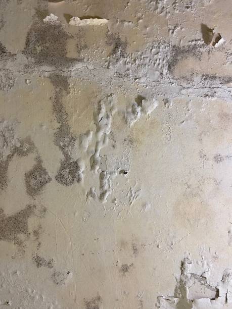 Best Home Mold Removal  in Encantada Ranchito El Calaboz, TX