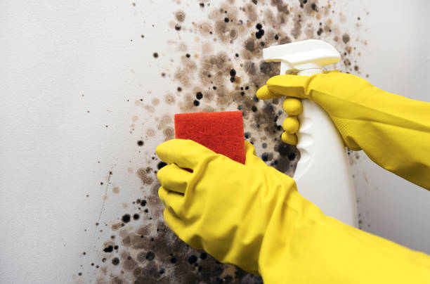 Best Local Mold Removal Service  in Encantada Ranchito El Calaboz, TX