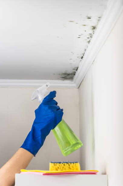 Certified Mold Removal in Encantada Ranchito El Calaboz, TX